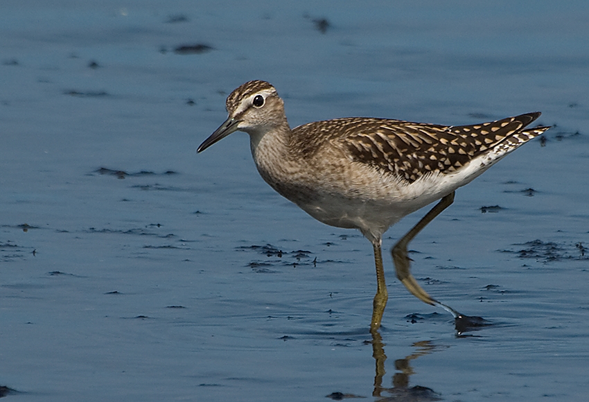 Orman düdükçünü