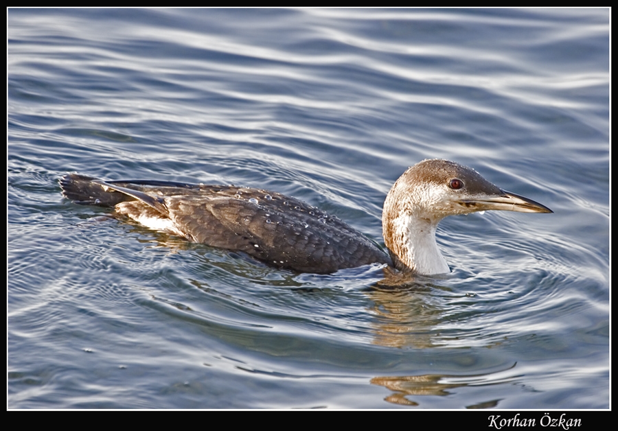 Karagerdanlı dalgıç