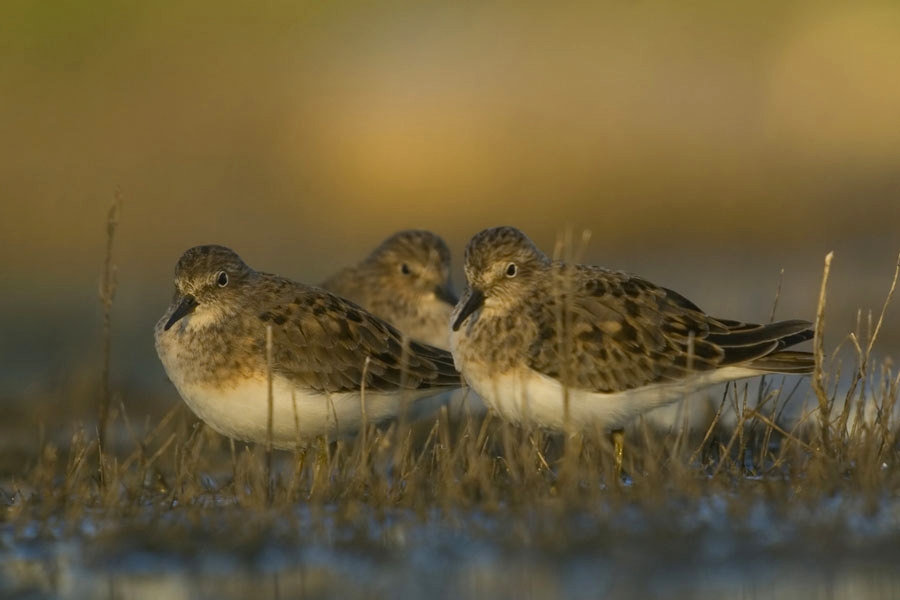 Sarıbacaklı kumkuşu