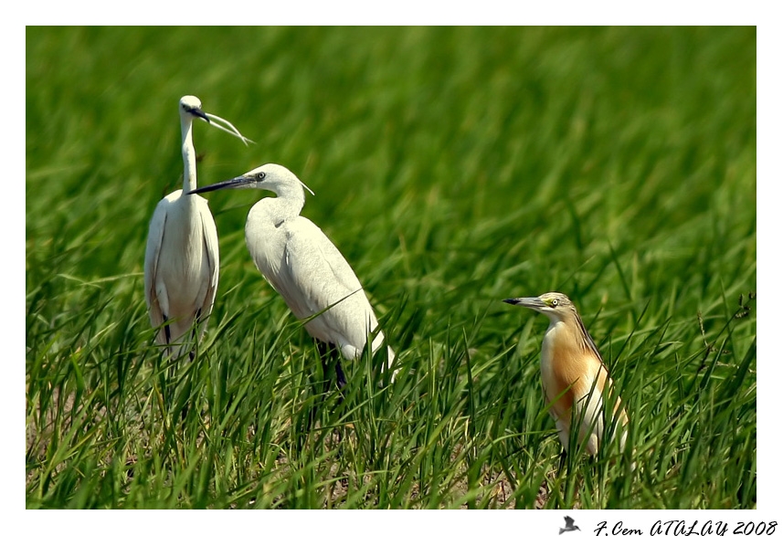 Küçük ak balıkçıl