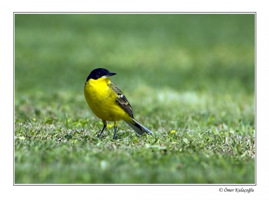 Sarı kuyruksallayan