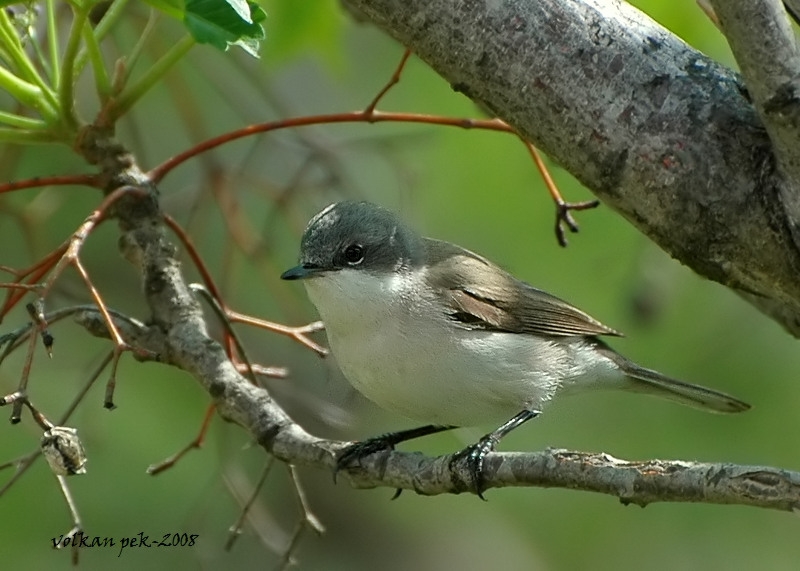 Küçük akgerdanlı ötleğen