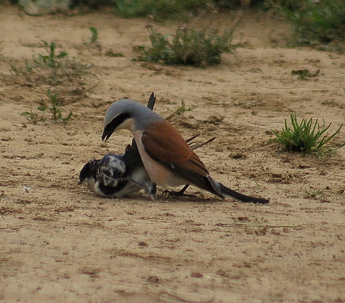 Kızılsırtlı örümcekkuşu