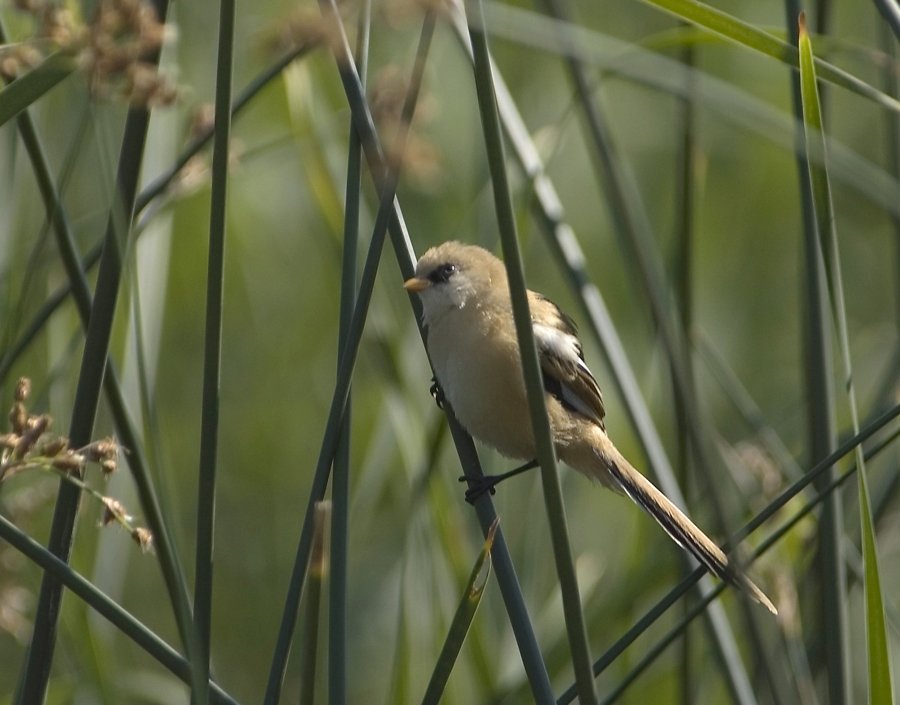 Bıyıklı baştankara