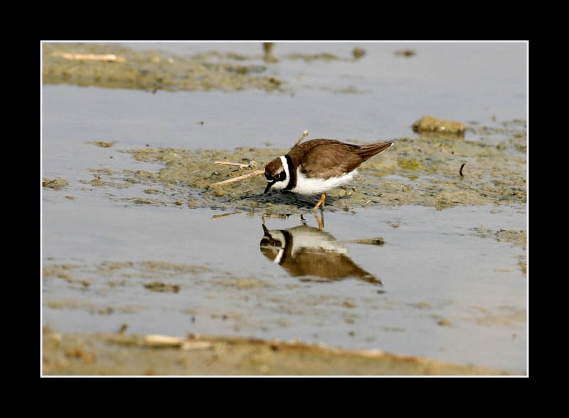 Halkalı küçük cılıbıt