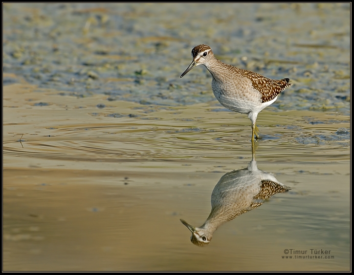 Orman düdükçünü