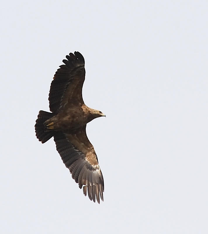 Küçük orman kartalı