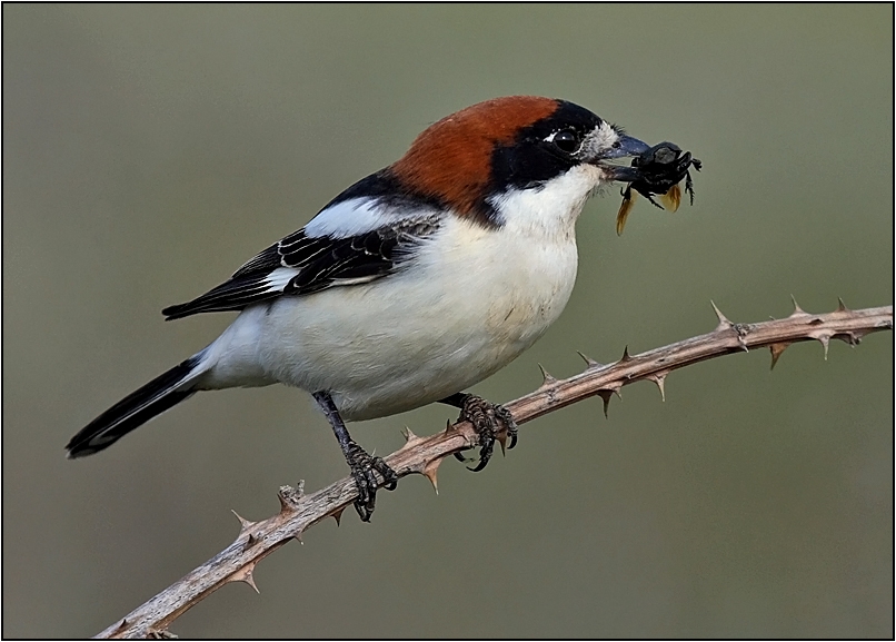 Kızılbaşlı örümcekkuşu