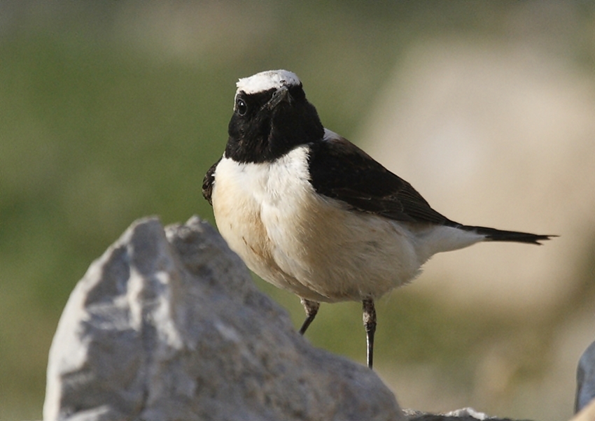 Karakulaklı kuyrukkakan