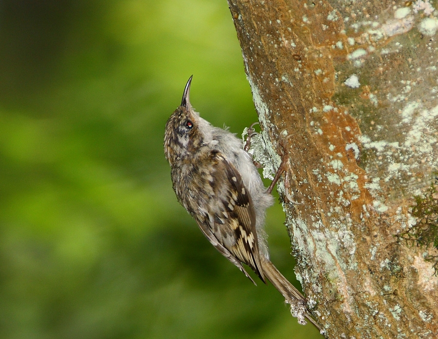 Orman tırmaşıkkuşu