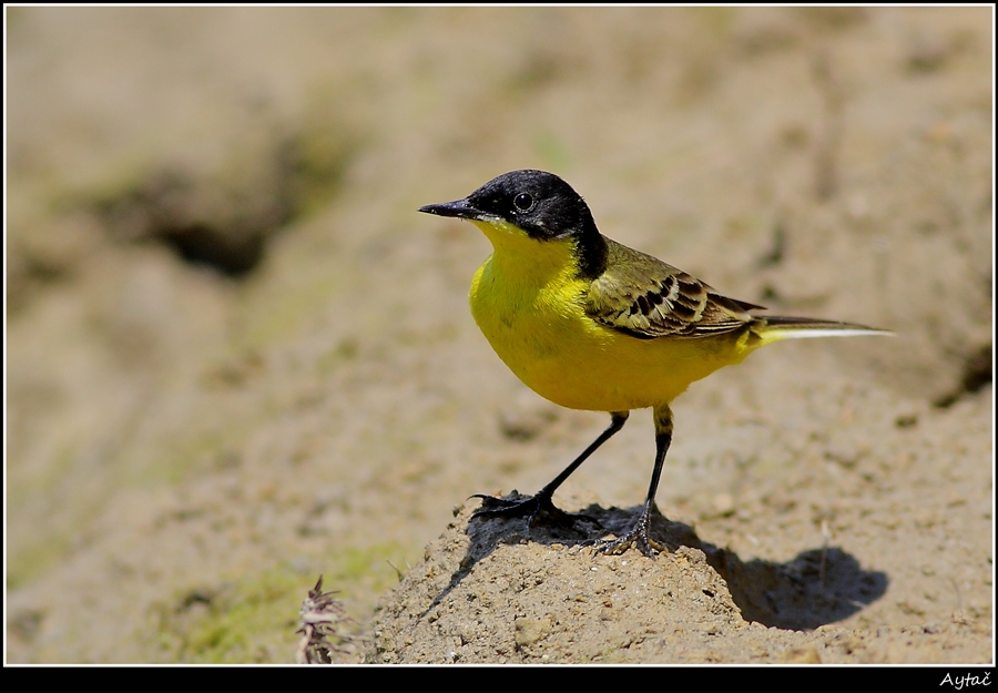 Sarı kuyruksallayan