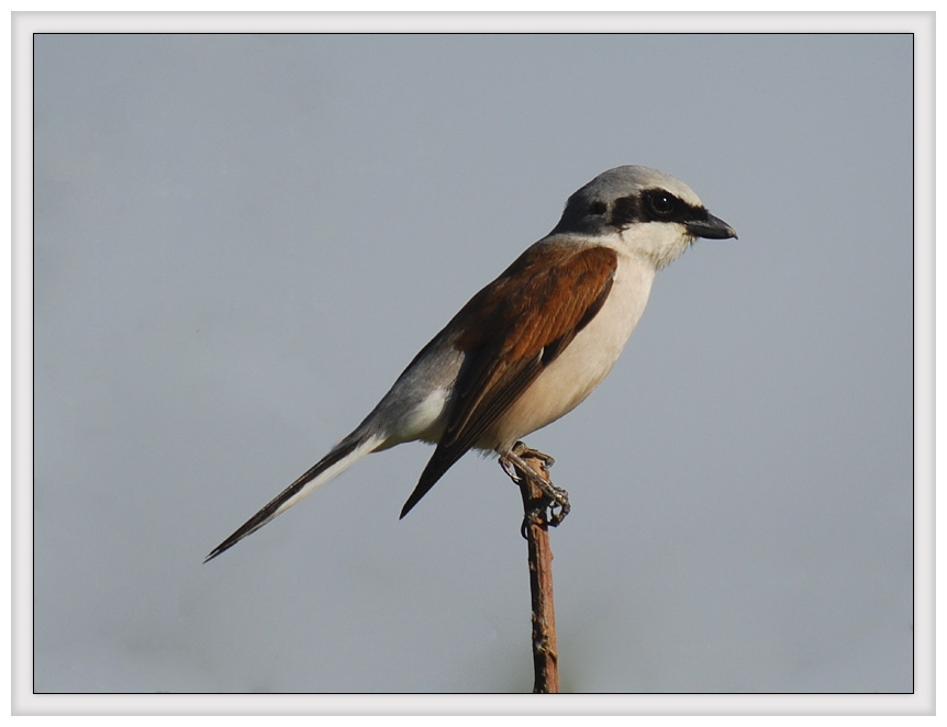 Kızılsırtlı örümcekkuşu