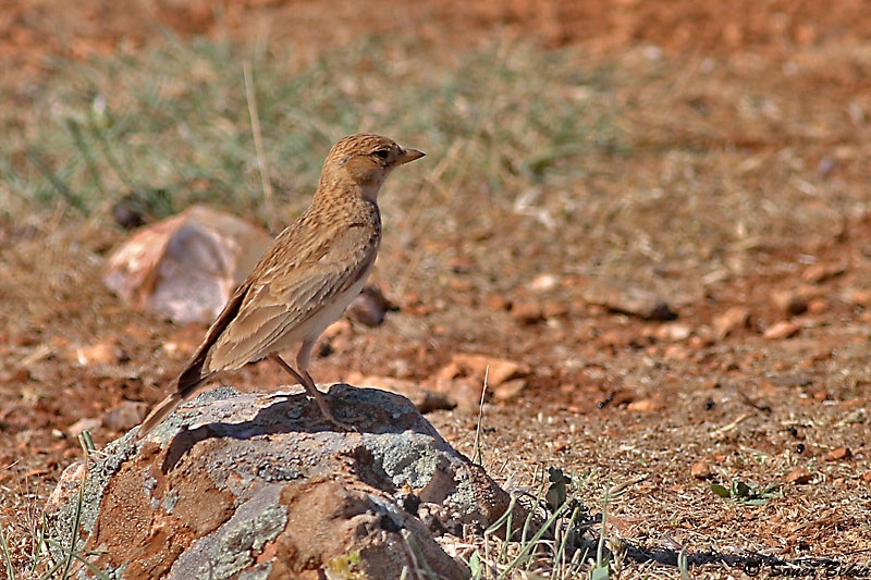 Türkistan çorak toygarı