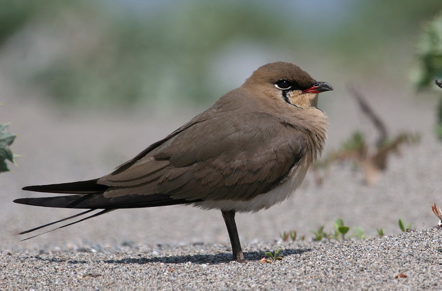 Bataklıkkırlangıcı