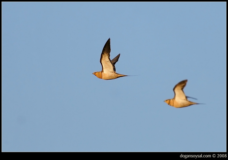 Kılkuyruk bağırtlak
