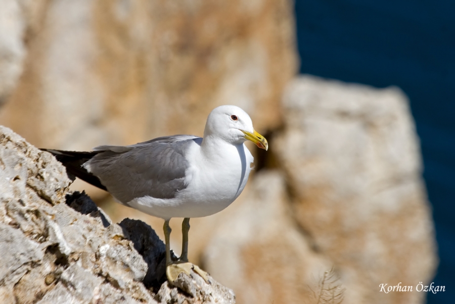 Van gölü martısı