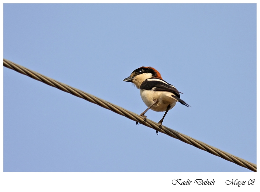 Kızılbaşlı örümcekkuşu