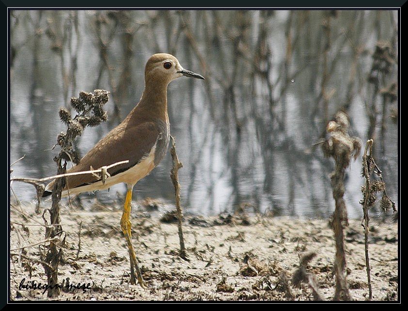 Akkuyruklu kızkuşu