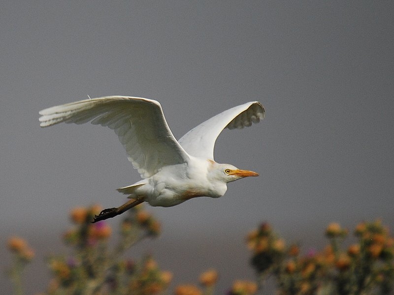 Sığır balıkçılı