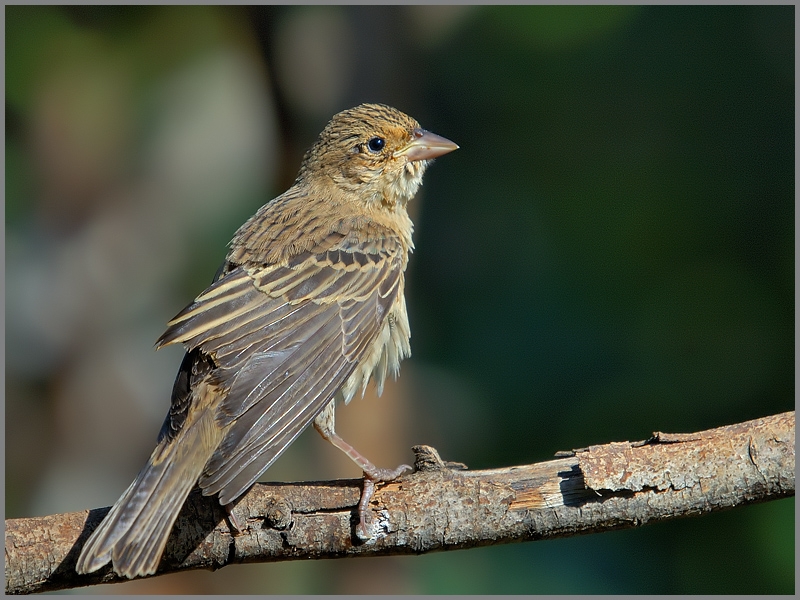 Karabaşlı kirazkuşu