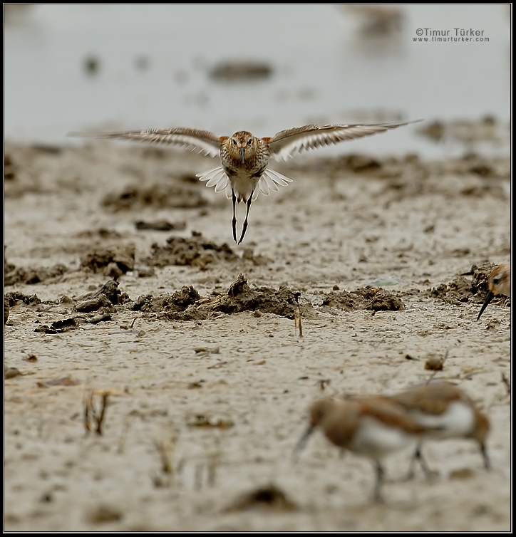 Karakarınlı kumkuşu