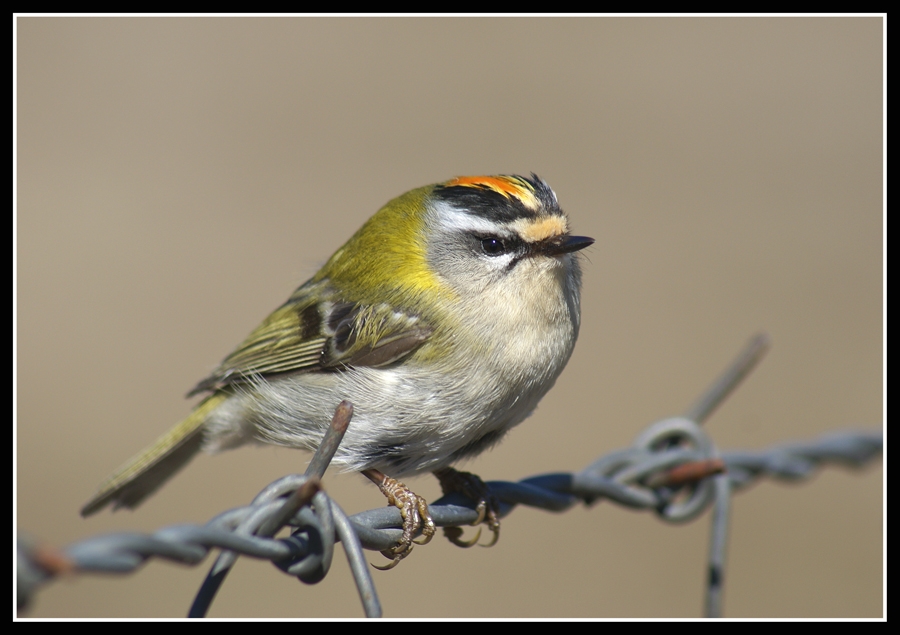 Sürmeli çalıkuşu