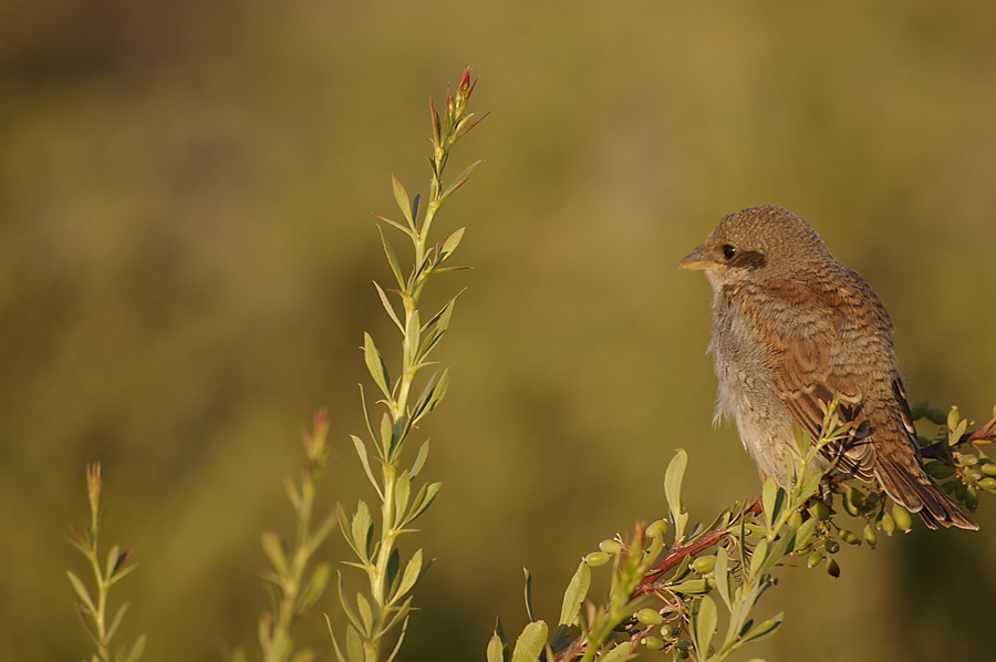 Kızılsırtlı örümcekkuşu
