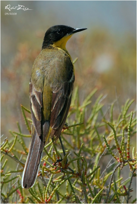 Sarı kuyruksallayan