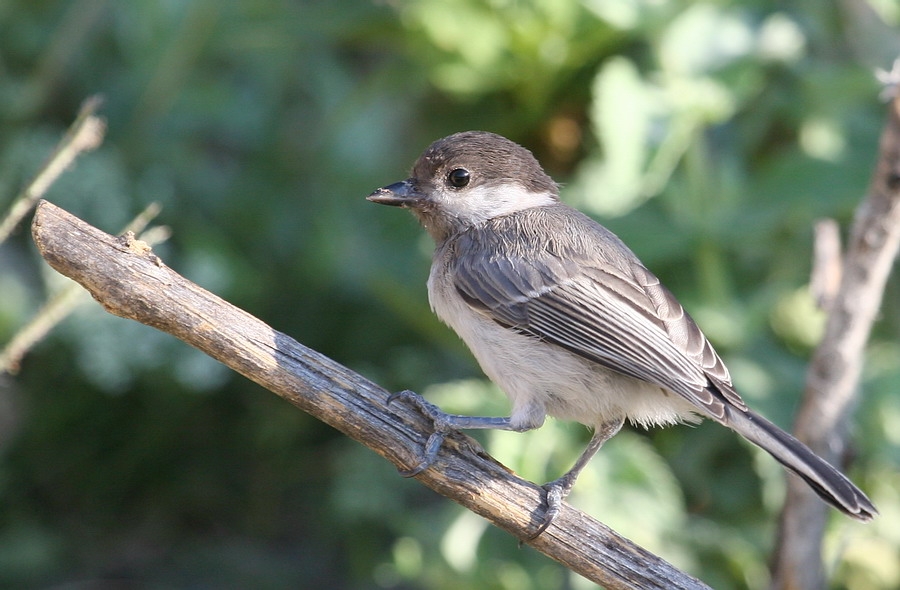 Akyanaklı baştankara