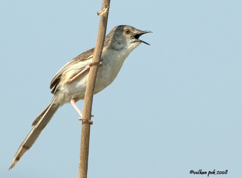 Dikkuyruklu ötleğen
