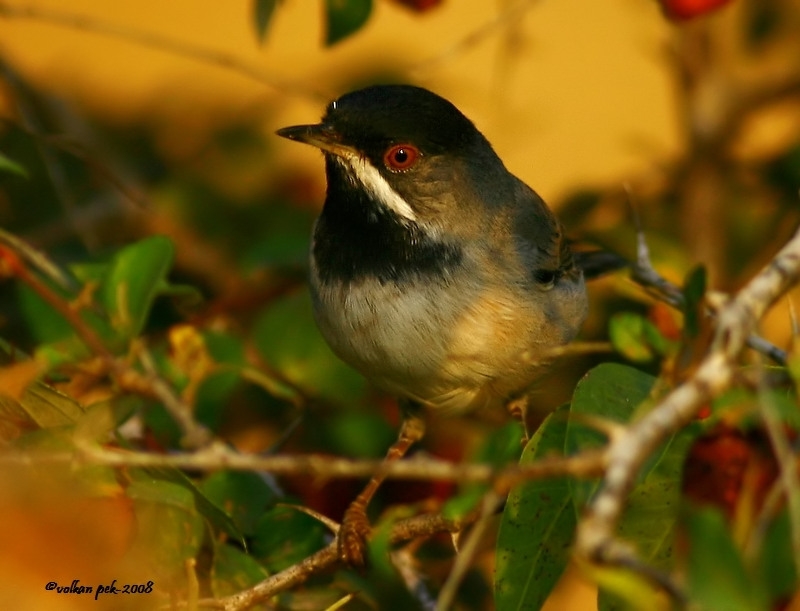 Karaboğazlı ötleğen