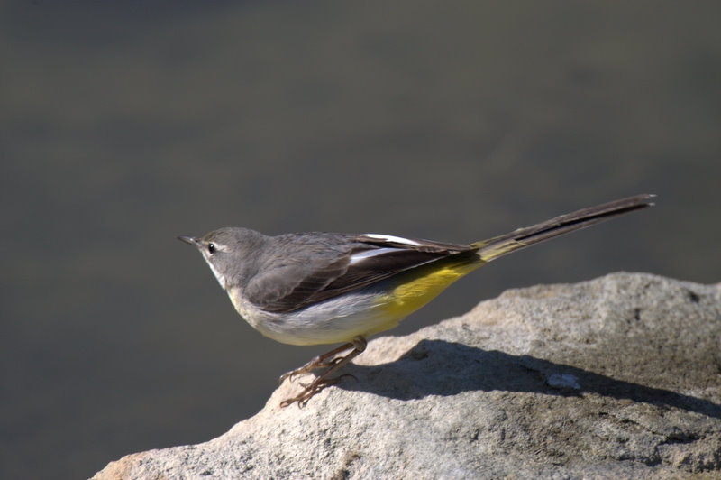 Dağ kuyruksallayanı