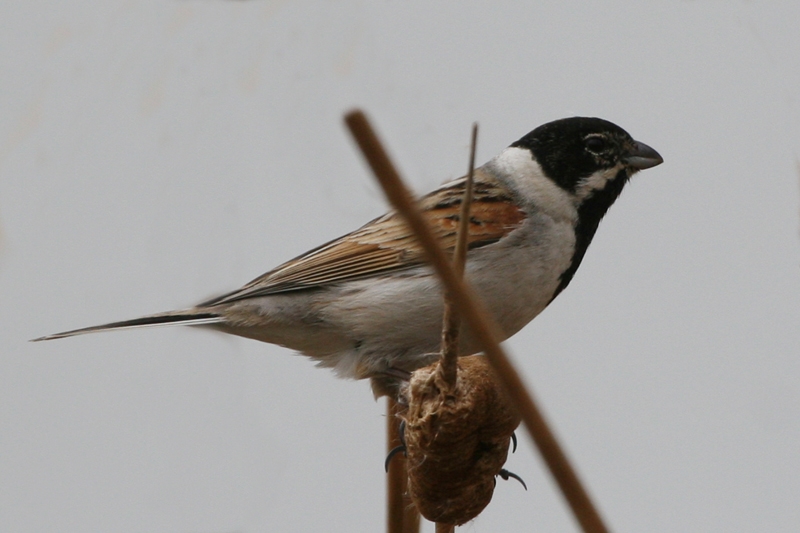 Bataklık Kirazkuşu