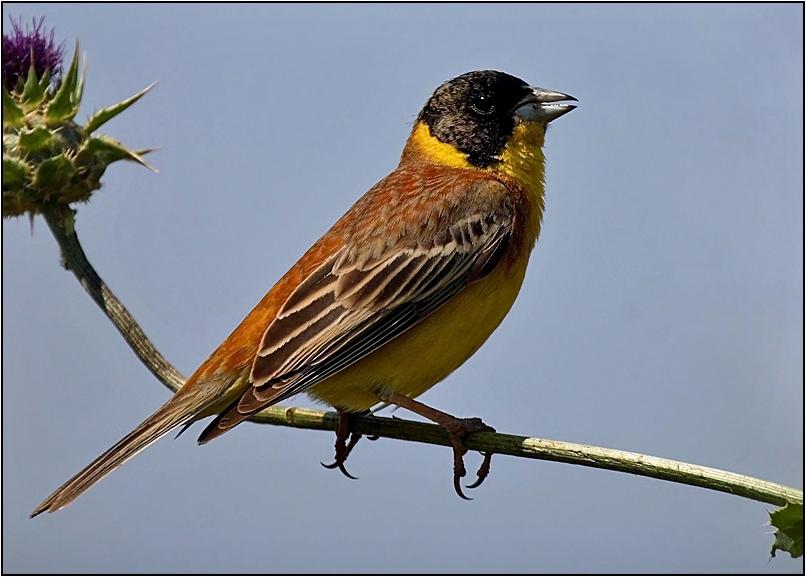 Karabaşlı kirazkuşu