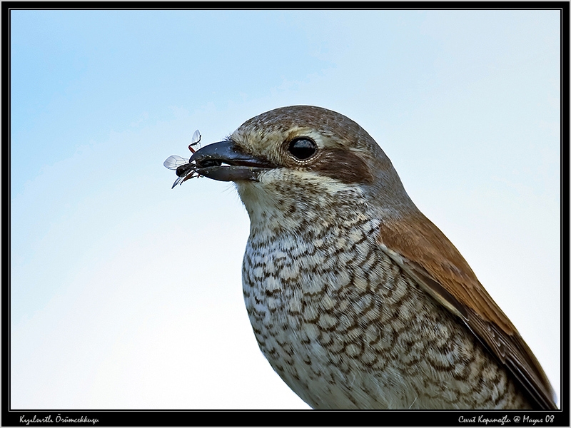 Kızılsırtlı örümcekkuşu
