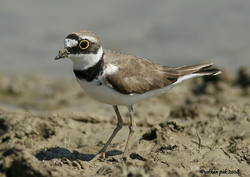 Halkalı küçük cılıbıt
