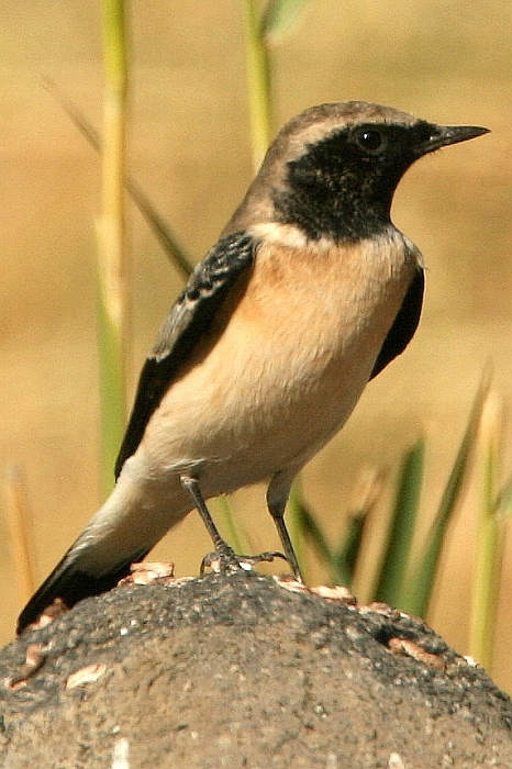 Karakulaklı kuyrukkakan