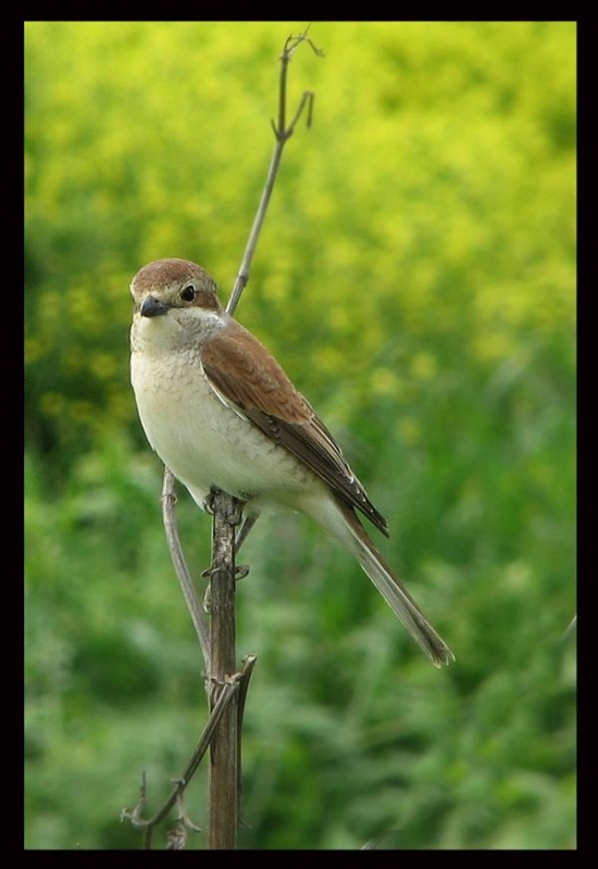 Kızılsırtlı örümcekkuşu
