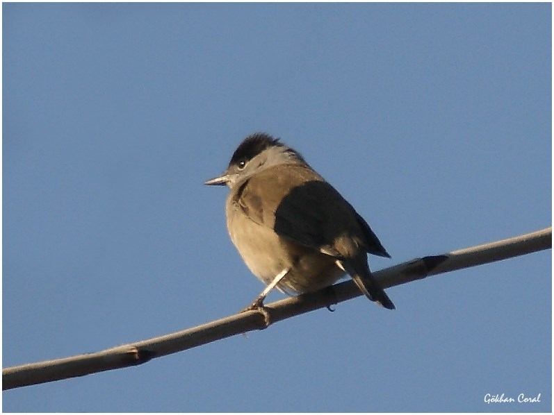 Karabaşlı ötleğen