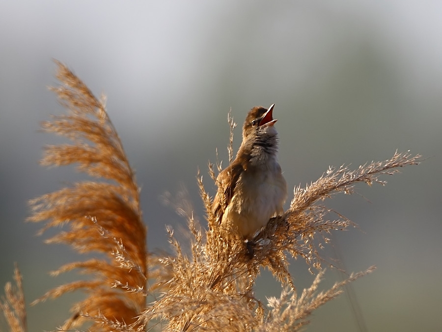 Büyük kamışçın