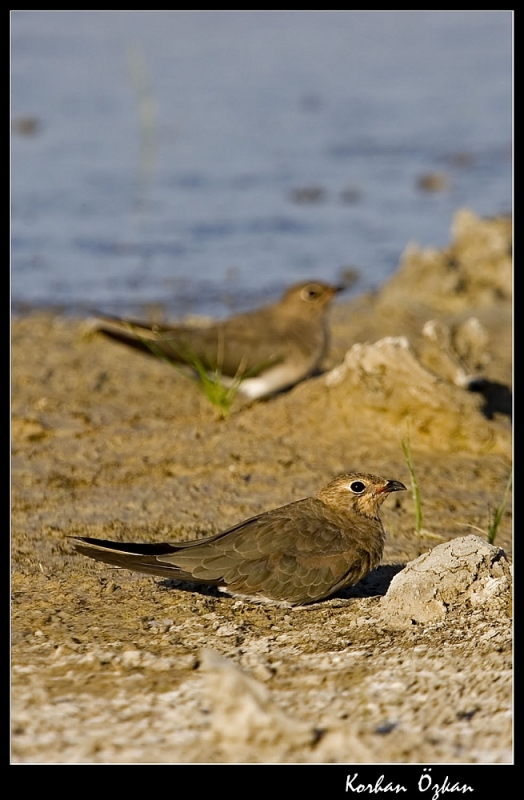 Bataklıkkırlangıcı