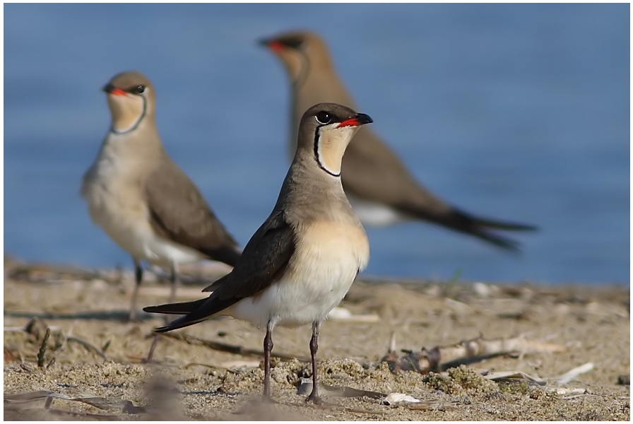 Bataklıkkırlangıcı