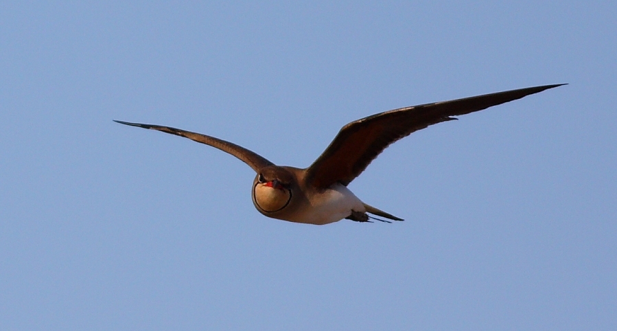 Bataklıkkırlangıcı