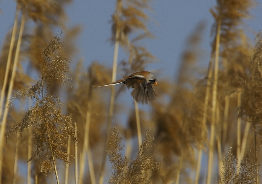 Bıyıklı baştankara