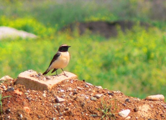 Karakulaklı kuyrukkakan