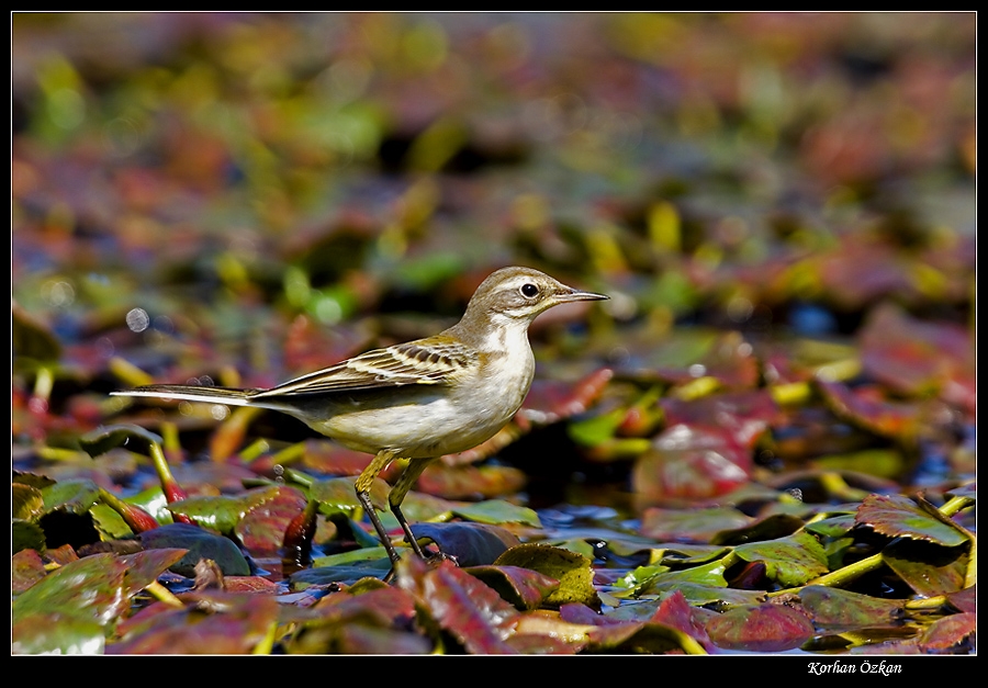 Sarı kuyruksallayan
