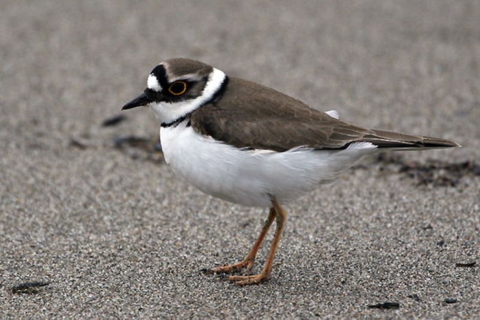 Halkalı küçük cılıbıt