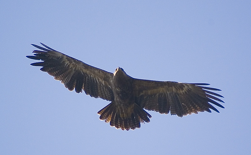 Küçük orman kartalı