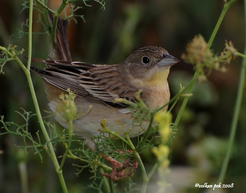 Karabaşlı kirazkuşu