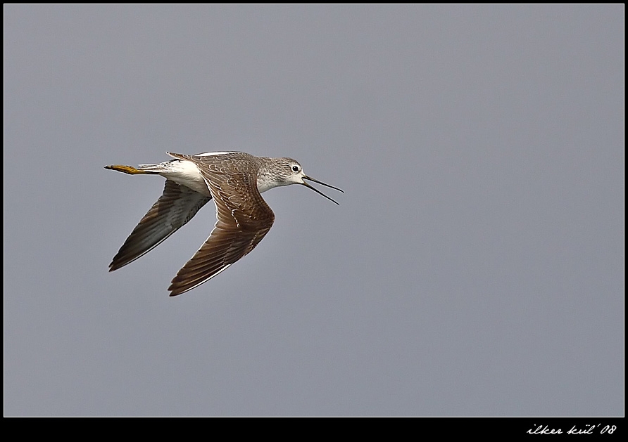 Bataklık düdükçünü